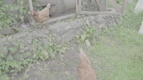 Curious Chickens in a Backyard Coop Stock-Footage 146674419