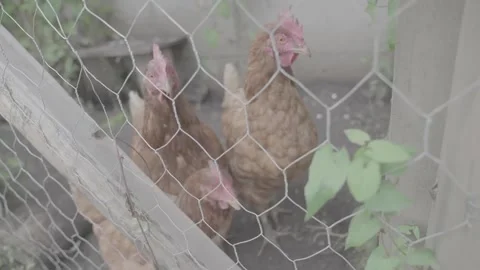 Curious Chickens in a Backyard Coop Stock-Footage 146674466
