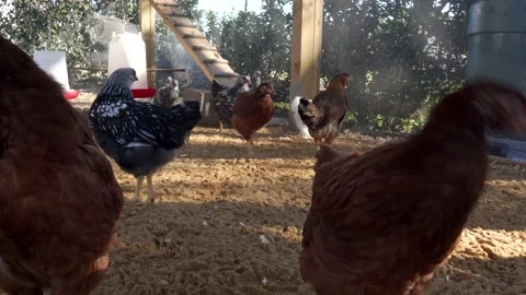 Curious Chickens checking out the camera close up Stock Footage 153383150