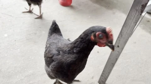 Curious Chickens on Concrete Vídeo Stock 343878160