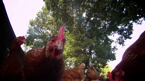 Curious chickens Stock Footage 39545451