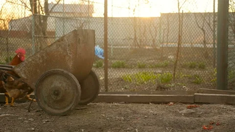 Curious chickens run around the yard Stock Footage 107735208