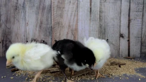 Curious Chicks Pecking Stock Footage 271628165