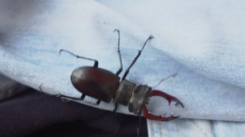 A Curious Child Engaging and Interacting with a Stag Beetle While Wearing Jeans Stock Footage 312282094