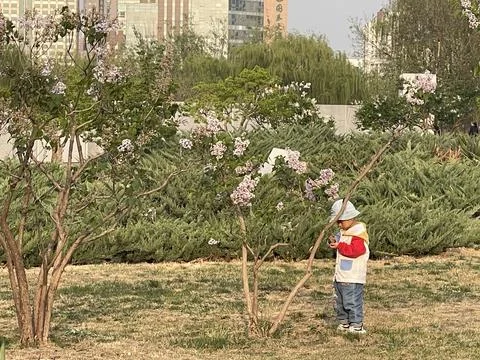 Curious Child Exploring Spring Blossoms in the Park Stock Photos
