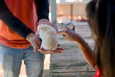 Curious Child Gently Interacts with Hedgehog at Zoo Stock Photos