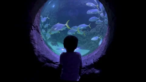 Curious child having fun watching fish swimming. Kid looking at marine life in Video stock 254861881
