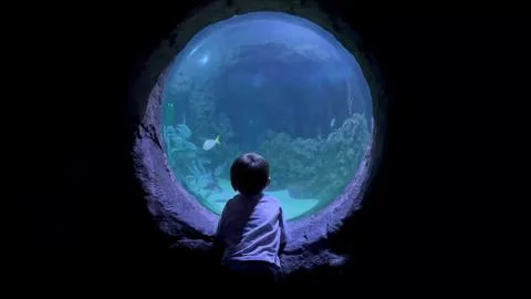 Curious child having fun watching fish swimming. Kid looking at marine life in Stock Photos