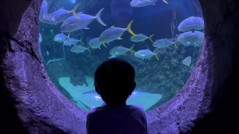 Curious child having fun watching fish swimming. Kid looking at marine life in Stock Photos