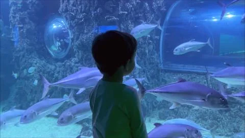 Curious child having fun watching fish swimming. Kid looking at marine life in Stock Photos