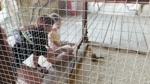 Curious child observing animals, zoo visit experience, behind the cage, wildlife Stock Footage 305790102