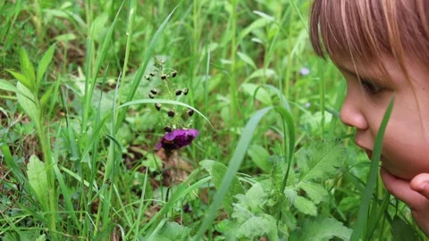 Curious child observing a bumblebee pollinating a purple wildflower in a grassy Video stock 303559117