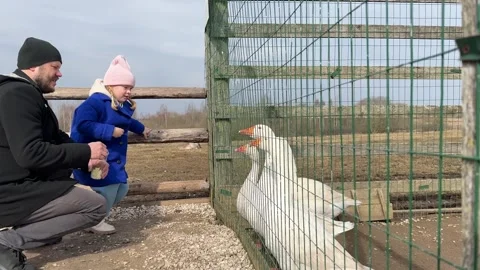 Curious child watching and learning about domestic birds Video stock 338032742