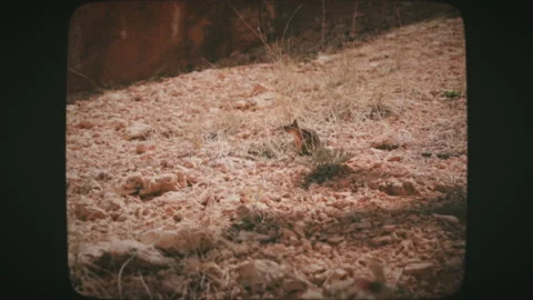 Curious chipmunk in Bryce canyon national park, Utah, USA. Vintage Film Look. Stock Footage 136731707