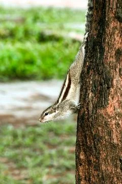 Curious Chipmunk Clinging To A Tree Trunk In A Lush Park Setting Stock Photos