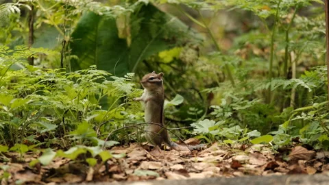 A curious chipmunk eats grass standing on its hind legs and looking around Stock Footage 149083346