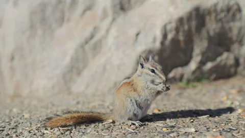 A Curious Chipmunk Enjoying Delicious Snacks While Observing Its Beautiful Stock Footage 313376229