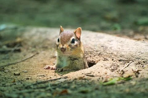 Curious Chipmunk Peeking from Burrow Foto stock