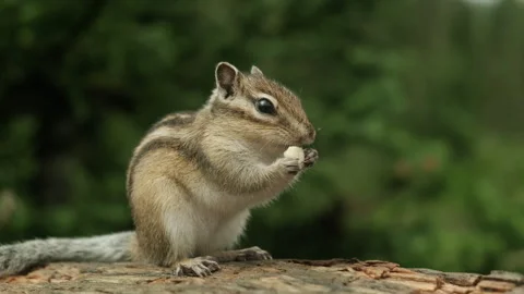 A Curious chipmunk Perched on a Mossy Log in the Forest Video stock 257184986