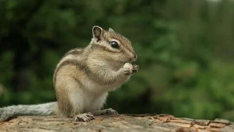 A Curious chipmunk Perched on a Mossy Log in the Forest Foto stock
