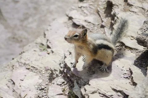 Curious Chipmunk. Stock Photos