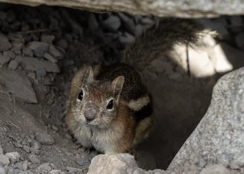 Curious chipmunk Stock Photos