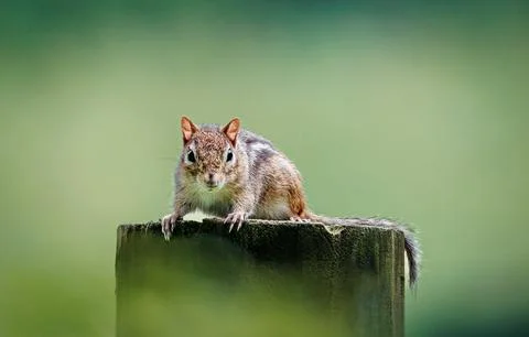 Curious chipmunk Stock Photos