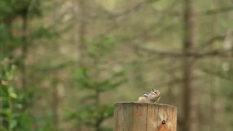 A curious chipmunk stands on its hind legs and is frightened by a tit flying Stock Footage 145947422