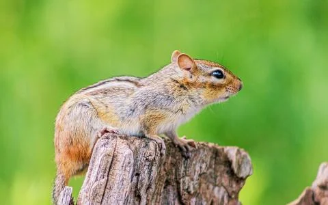Curious Chipmunk on a Tree Stump Stock Photos