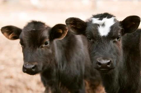 Curious chocolate cows Stock Photos