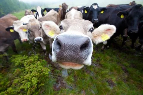 Curious clouse up Cows group only a nose is sharp Stock Photos
