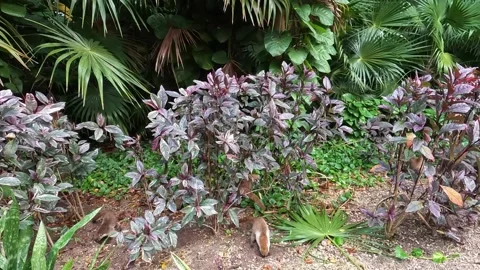 Curious Coatis Exploring Lush Greenery in the Jungle 動画素材 278495059