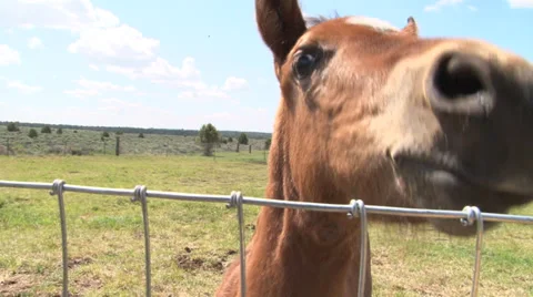 Curious Colt Close Up Video stock 39246450