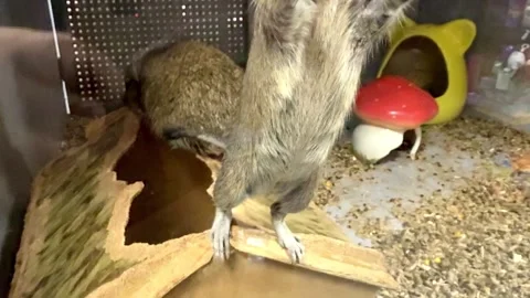 Curious common degu standing on hind legs in a terrarium Stock Footage 324531842