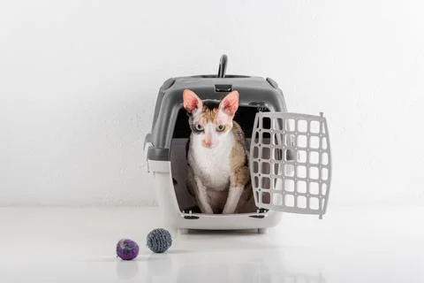 Curious Cornish Rex Cat Looking out of the box on the White table with Refl.. Stock Photos
