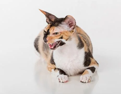 Curious Cornish Rex Cat Lying on the White Desk. White Background Stock Photos