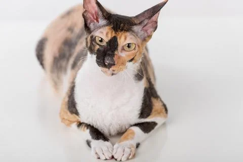 Curious Cornish Rex Cat Lying on the White Desk. White Background. Portrait. Stock Photos