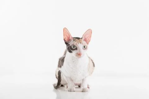 Curious Cornish Rex Cat Lying on the White Table. White Wall Background. Lo.. Stock Photos