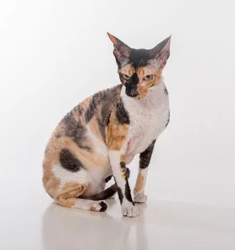 Curious Cornish Rex Cat Sitting on the White Desk. White Background Stock Photos