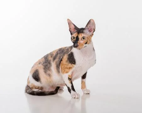 Curious Cornish Rex Cat Sitting on the White Desk. White Background Stock Photos