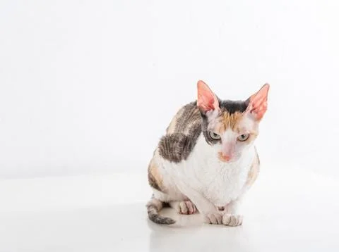 Curious Cornish Rex Cat Sitting on the White table with Reflection. White W.. Stock Photos