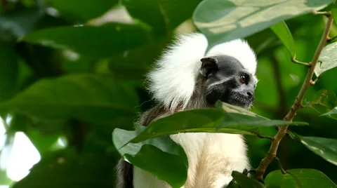 Curious cotton tamarin Stock Footage 55865740