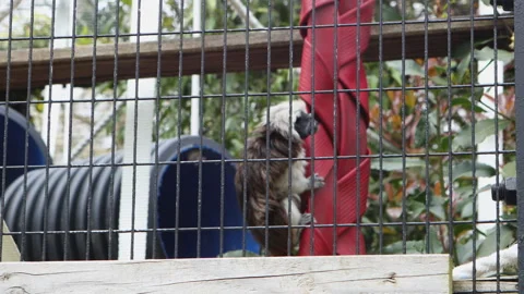 Curious cotton top tamarin monkey climbing a metal fence at a zoo, exploring Stock Footage 308214432