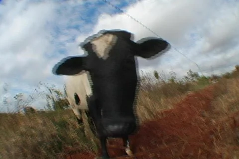 Curious cow 01 Video stock 491347