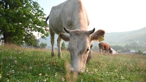 Curious cow approaching while grazing in field Vídeo Stock 288020065