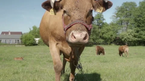 A curious cow with cattle ear tags ruminates and comes close to the camera. Stock-Footage 276900543