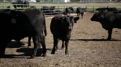 Curious cow at cattle ranch Stock Footage 40667365