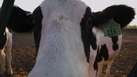 Curious Cow Close Up Wide Angle Nose Funny Cute Video stock 140213669