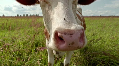 Curious cow closeup on the meadow Stock Footage 65238307