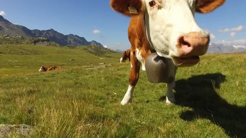Curious cow in a field Vidéo 93543325